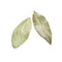 Bay Leaf - Hand Selected